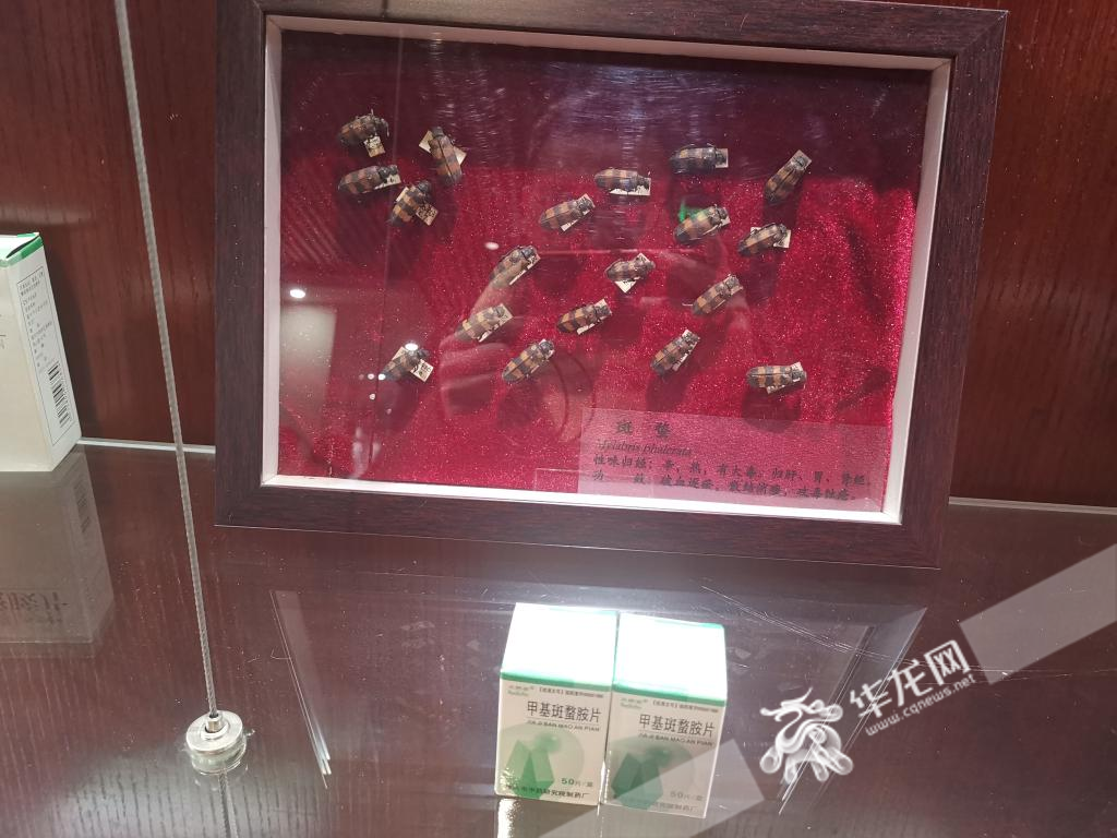 重庆市中药博物馆内陈列的斑蝥标本，和以它为原料研发的药物。华龙网记者 伊永军 摄