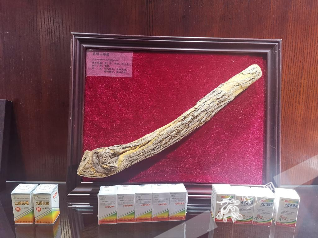 重庆市中药博物馆内陈列的“昆明山海棠”植物标本，和以它为原料研发的药物。华龙网记者 伊永军 摄