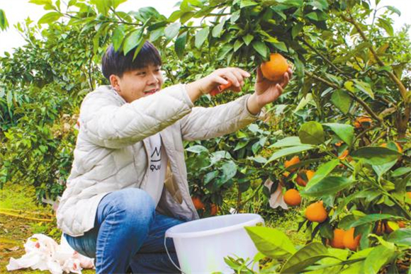 园内游客挑选中意的果子采摘。记者 张泽美 摄