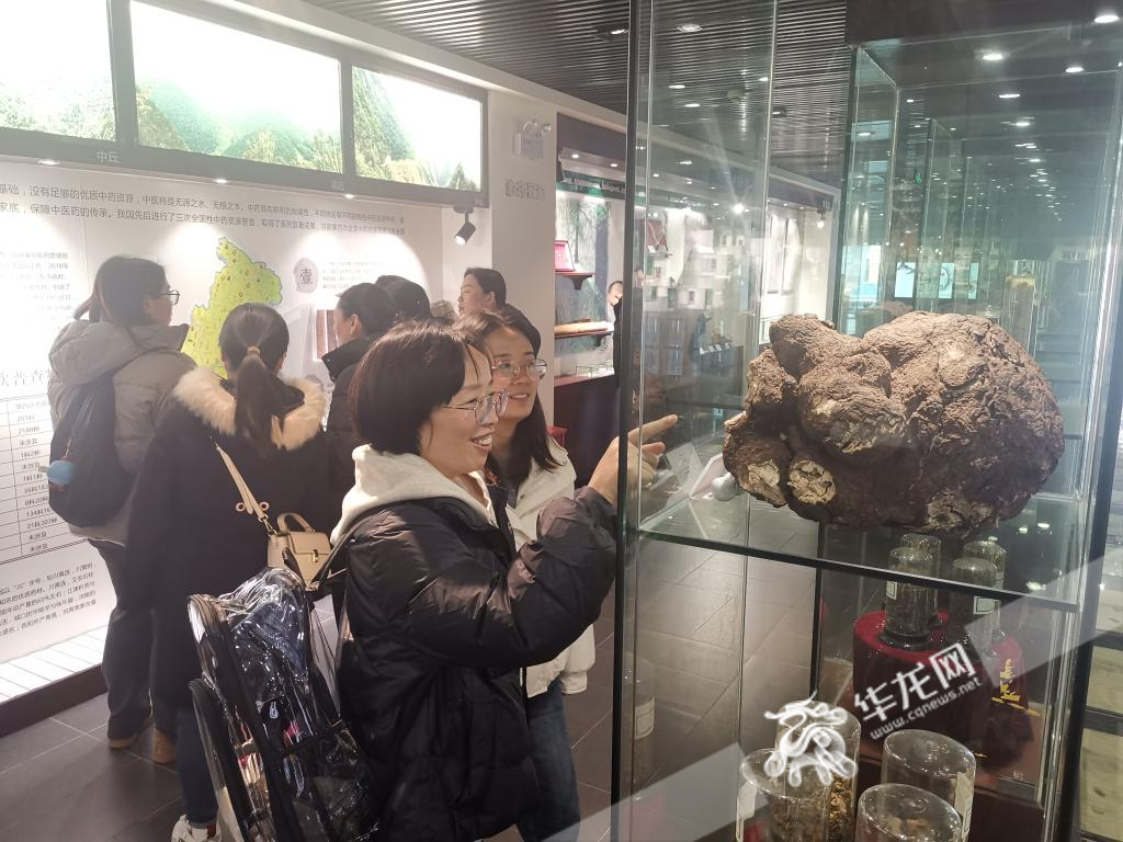 市民在参观重庆市中药博物馆。华龙网记者 伊永军 摄