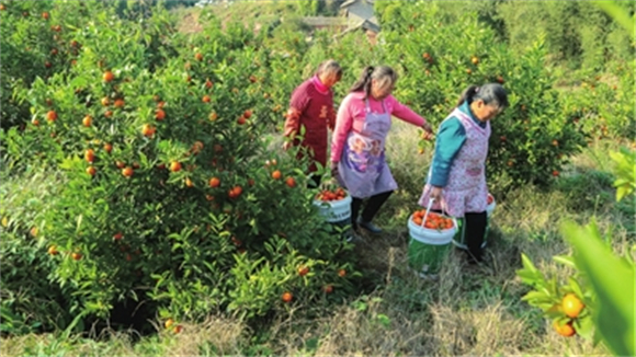 近日，荫平镇柳荫社区，工人将采摘好的柑橘运出果园。