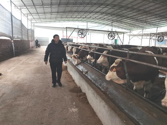 陈海正在查看肉牛生长情况。 兴龙镇人民政府供图 华龙网发