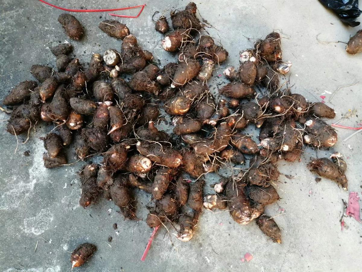 66岁环卫工骑三轮车上班遇车祸身亡，他靠种菜将三个子女培养成研究生3