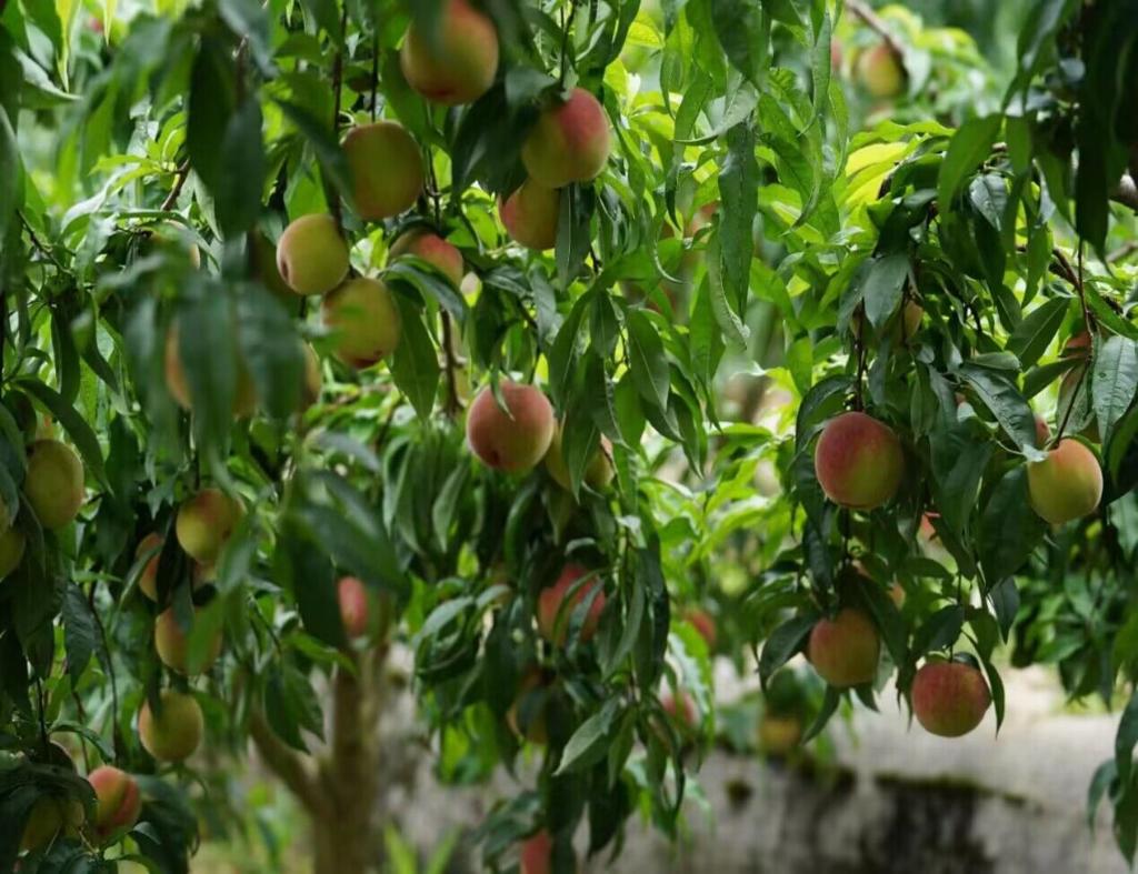 苹果桃接出致富果。丰都县委宣传部供图 华龙网发