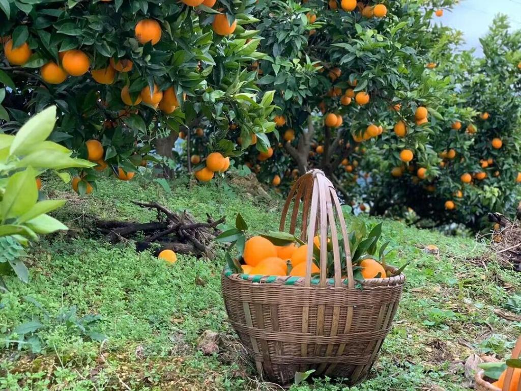 巫山邀你品恋橙赏美景。巫山县果业发展中心供图