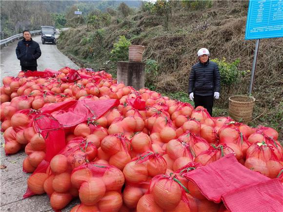 农民们将采摘的柚子打包装袋。龙山街道供图
