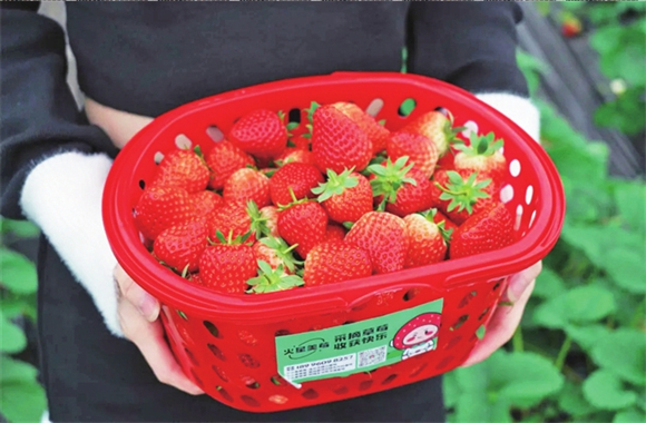冬草莓成熟了。渝北区文旅委供图
