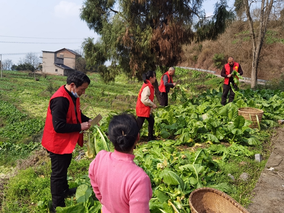 助农砍收青菜头