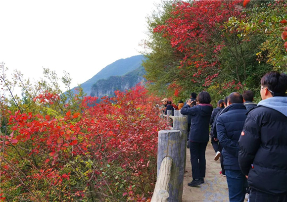 长江巫峡两岸100多万亩红叶进入最佳观赏期。记者 卢先庆 供图