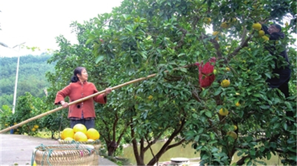 近日，荫平镇乐英村，村民在采摘柚子。记者 周光辉 摄