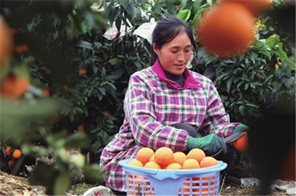 村民正在采摘柑橘。记者 钟建 摄