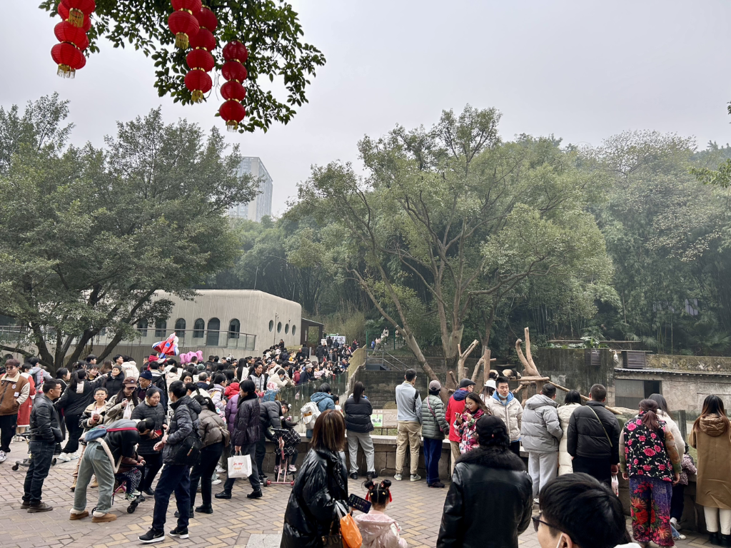 重庆动物园熊猫馆人气火爆。通讯员 张秀峰 摄