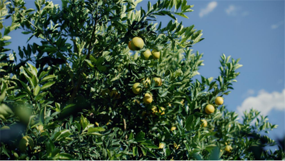 冰糖橙树上挂着青绿色的果子。拼多多供图 华龙网发