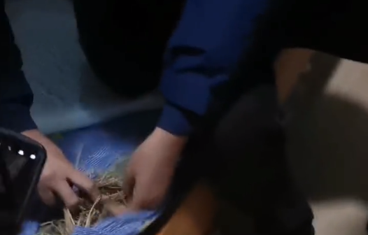 天津一中学宿舍3000元的床垫用杂草填充？教育局：是学校买床送的赠品，已全部更换