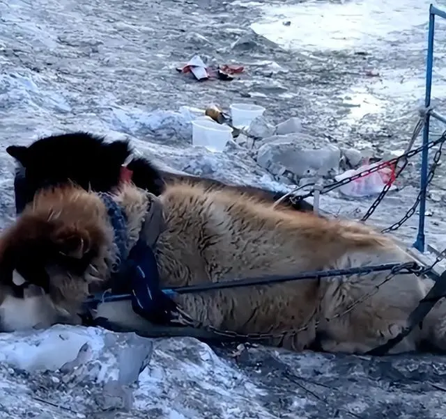 狗拉雪橇被指虐狗，动保组织回应