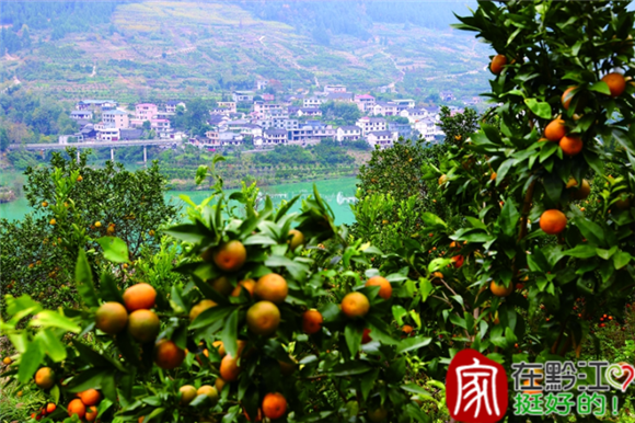 阿蓬江国家湿地公园的柑橘次第成熟。记者 杨敏 摄