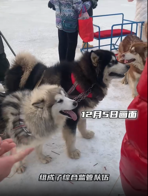 哈尔滨文旅局：驱离狗拉雪橇经营人员1