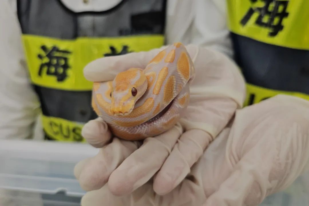 裤兜臃肿神色匆忙！女旅客身藏6条活蛇入境被查获2