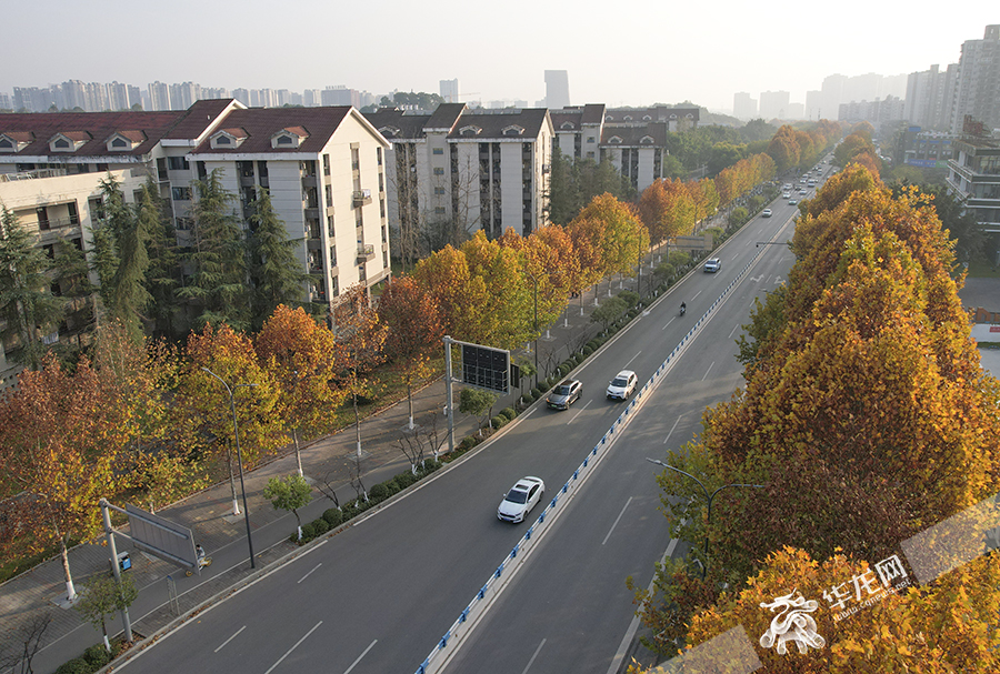 3、大学城南路，梧桐叶子已变黄，成为一道靓丽的风景。华龙网首席记者 李文科 摄 