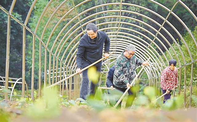 8年来 3名60后在深山为500余种珍稀药草建了个“家”4