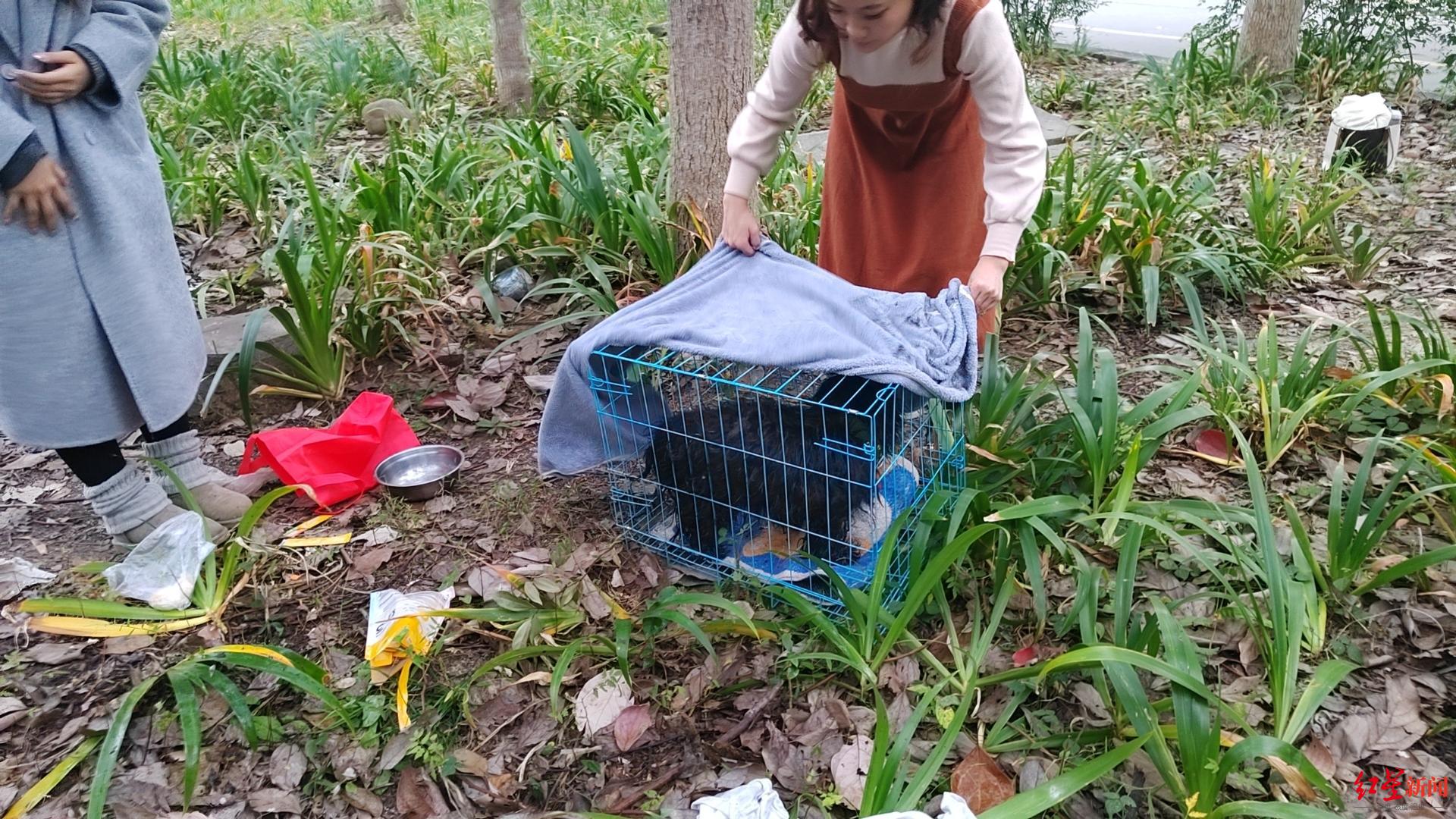 为了救一只流浪小狗，这所大学放干了“护校河”的水1
