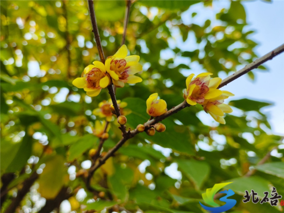 The early blooming varieties of wintersweet in Jingguan Town, Beibei District, gradually unfold. (Photographed by Tian Jishen)