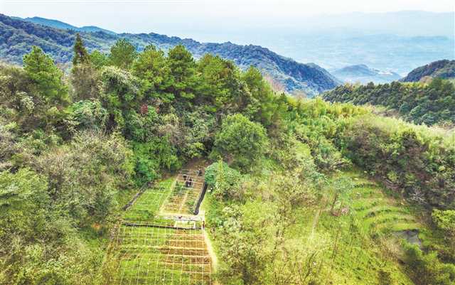 8年来 3名60后在深山为500余种珍稀药草建了个“家”2