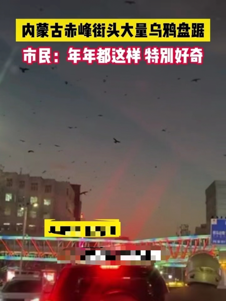 林业部门回复赤峰傍晚上千乌鸦盘旋排泄物遍地：气温高、乌鸦聚集无人敢打1