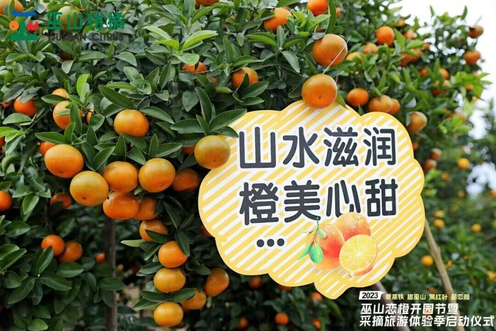 恋橙为市民带来暖冬体验。 巫山县融媒体中心供图