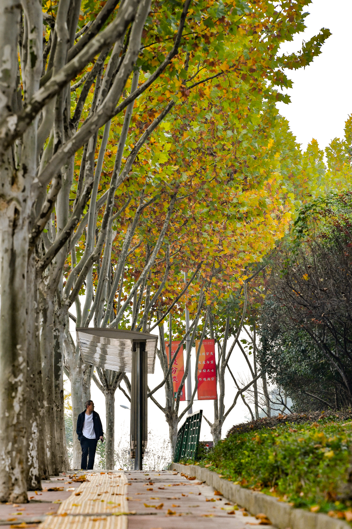 冬季来临，华龙大道旁成排的梧桐树叶渐黄，落叶满地。