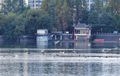 近日，双桂湖国家湿地公园，成群的候鸟在湖面自由飞翔。