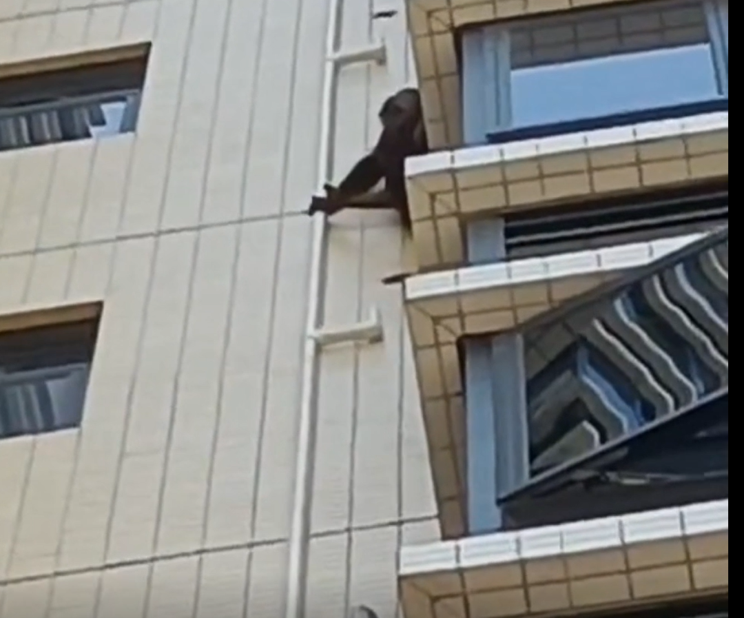 广东韶关有猩猩攀爬居民楼？物业：报警了没抓住，暂未造成困扰2