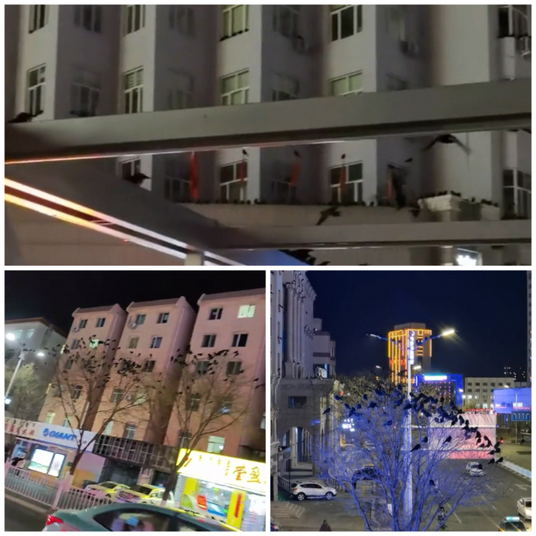 林业部门回复赤峰傍晚上千乌鸦盘旋排泄物遍地：气温高、乌鸦聚集无人敢打2