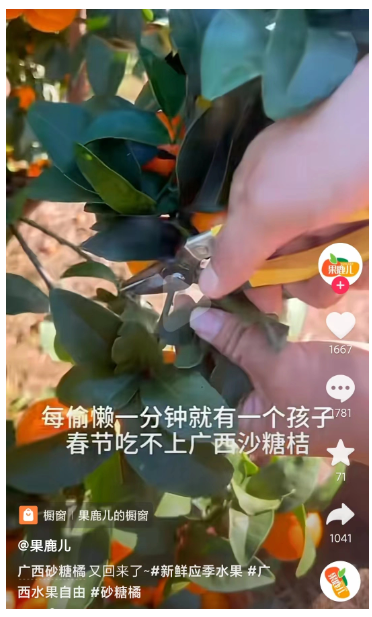 砂糖橘发出一年一度变黄警告！网友在线催广西老表努力摘橘子13