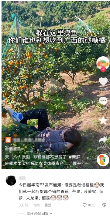 砂糖橘发出一年一度变黄警告！网友在线催广西老表努力摘橘子16