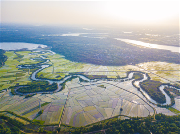 这是1月30日拍摄的海口三十六曲溪省级湿地公园及周边的稻田（无人机照片）。新华社记者 蒲晓旭 摄