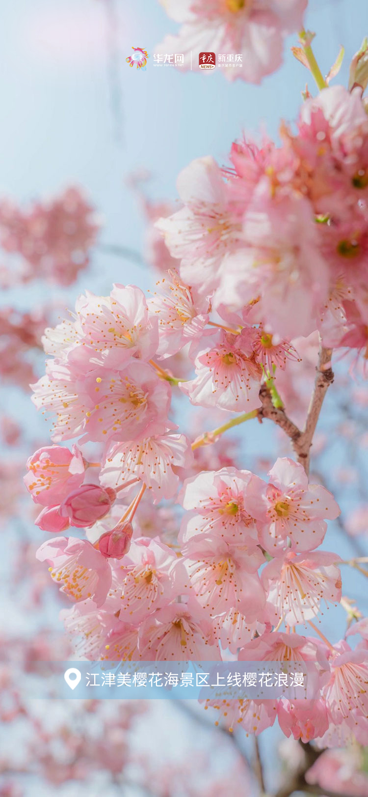 花开重庆，春意正浓！一组春色壁纸如约而至