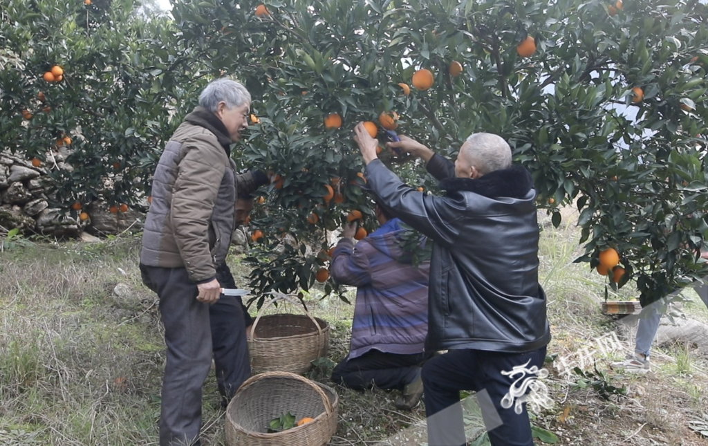 下庄村村民正采收柑橘。华龙网-新重庆客户端记者 张质 摄