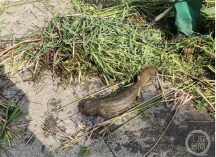 水里什么生物有“手”有“脚”？重庆长生河示范段现临时“居住者”1