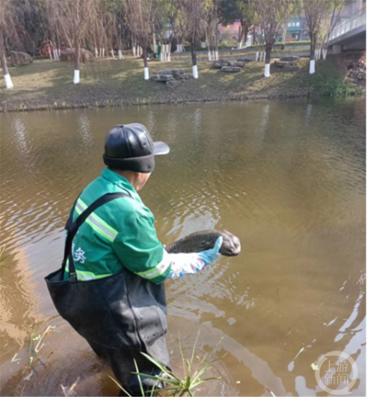 水里什么生物有“手”有“脚”？重庆长生河示范段现临时“居住者”2