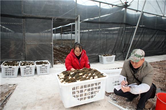 村民在羊肚菌种植基地称重。通讯员 陈仕川 摄