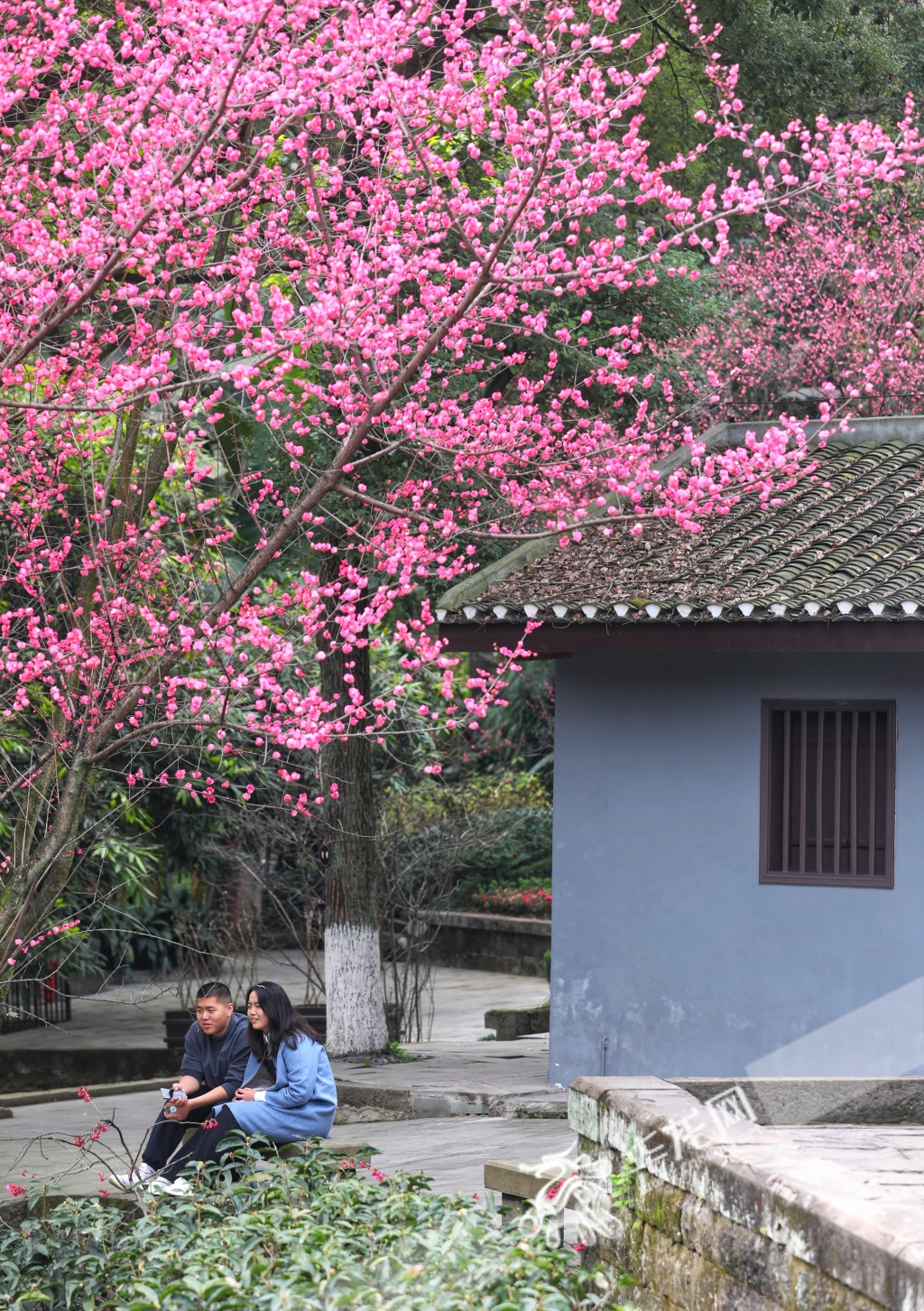 渝中区红岩村，两位游客在红梅花下休息。华龙网-新重庆客户端记者 张质 摄