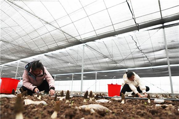 村民在羊肚菌种植基地采摘羊肚菌。通讯员 陈仕川 摄