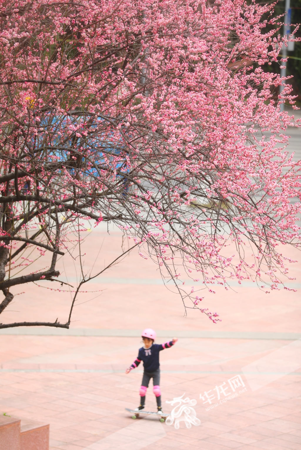 一位小女孩在盛开的红梅树下练习滑板。华龙网-新重庆客户端记者 张质 摄