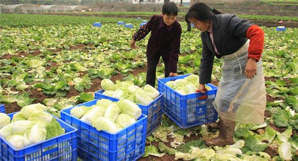 汶溪村菜农采收蔬菜。通讯员 李达元摄