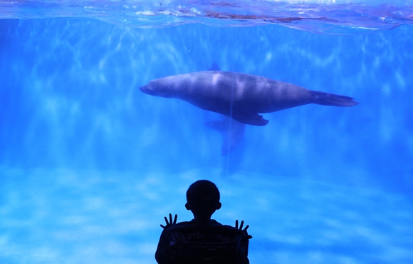 一位小朋友在沈阳皇家海洋乐园里观看海豹。