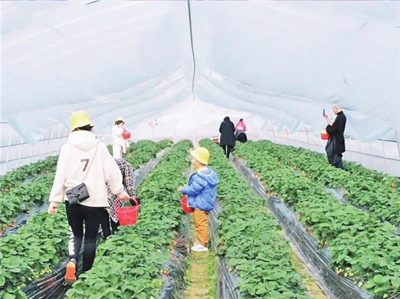1游客在玉峰山草莓谷采摘草莓。渝北区文化和旅游发展委员会供图