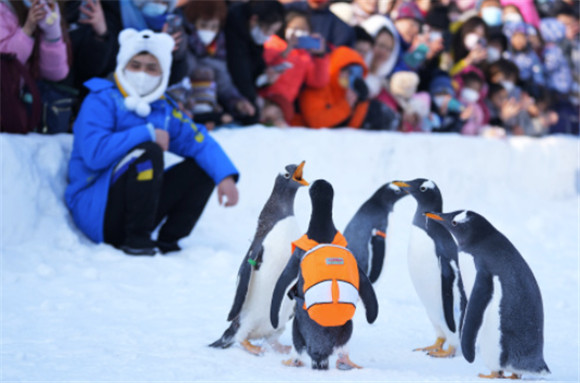 2月12日，哈尔滨极地公园在户外“巡游”的企鹅吸引了众多游客的目光。新华社记者 王建威 摄