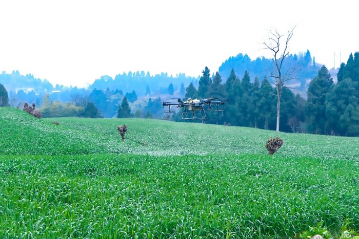 植保无人机喷洒农药。记者 王浪 供图