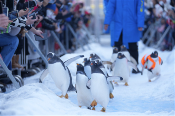 2月12日，哈尔滨极地公园的企鹅外出“巡游”。新华社记者 王建威 摄